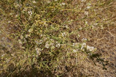 Ambrosia salsola, photographed by paulexcoff