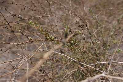 Suaeda nigra, photographed by paulexcoff