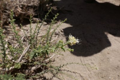 Petalonyx thurberi, photographed by paulexcoff