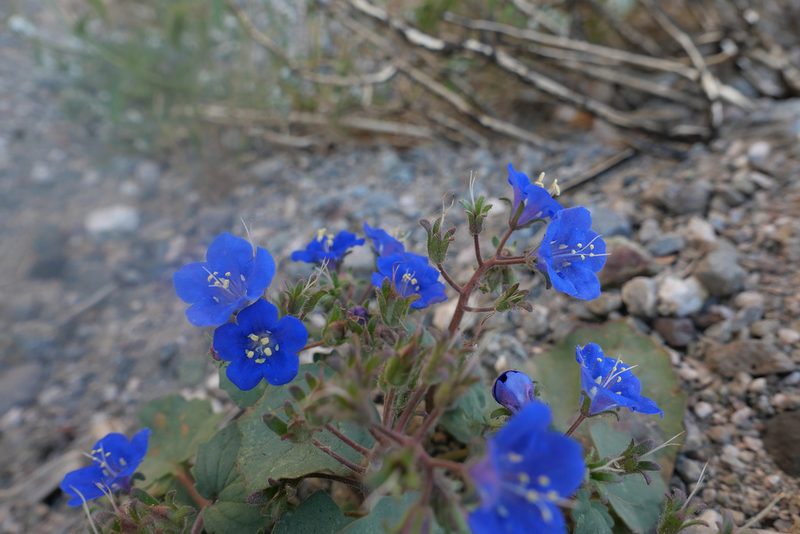 Phacelia campanularia, photographed by paulexcoff