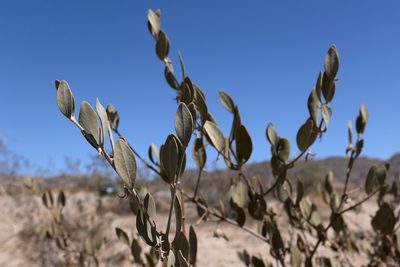 Simmondsia chinensis, photographed by paulexcoff
