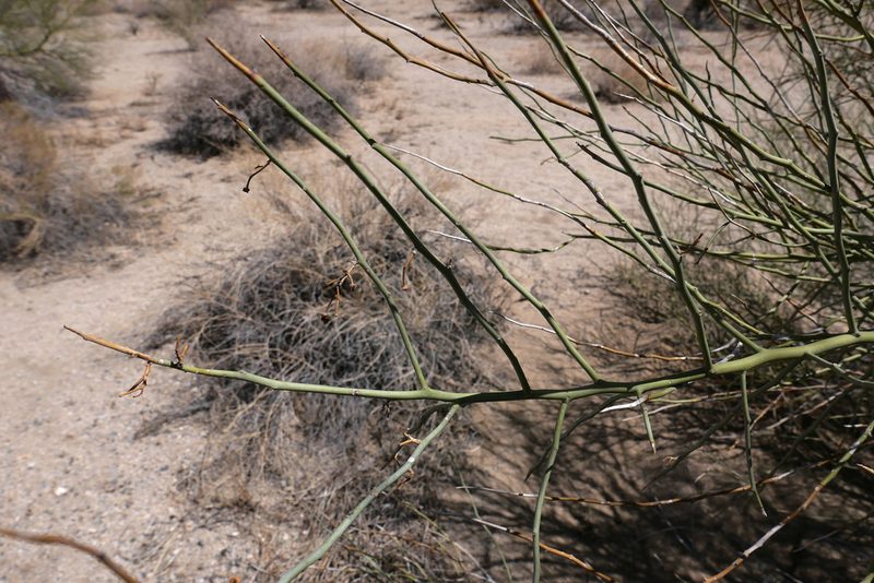 Parkinsonia florida, photographed by paulexcoff