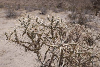 Cylindropuntia ramosissima, photographed by paulexcoff