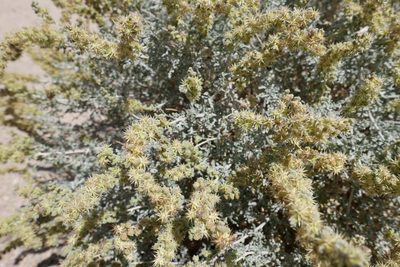 Ambrosia dumosa, photographed by paulexcoff