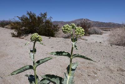 Asclepias erosa