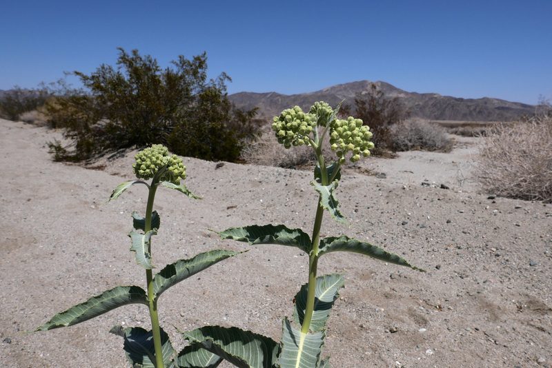 Asclepias erosa, photographed by paulexcoff