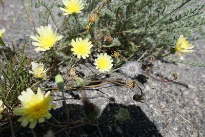 Malacothrix glabrata, photographed by paulexcoff