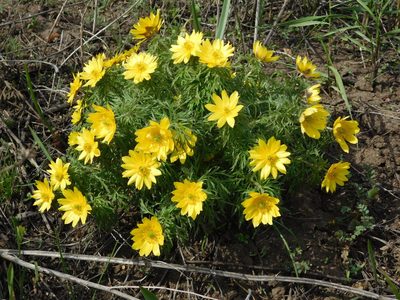 Adonis volgensis, photographed by Андрей Козлов