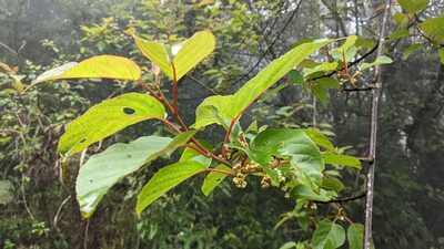 Actinidia rufa