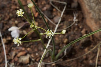 Toxicoscordion fontanum, photographed by Arvel Hernandez
