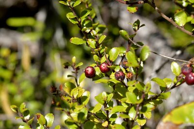 Gaultheria antipoda, photographed by Christopher Stephens