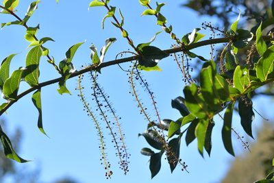 Coriaria arborea, photographed by Christopher Stephens