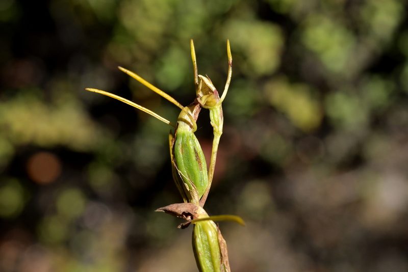 Orthoceras novae-zeelandiae, photographed by Christopher Stephens