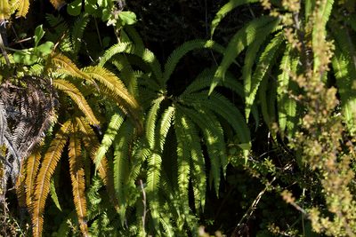 Sticherus cunninghamii, photographed by Christopher Stephens