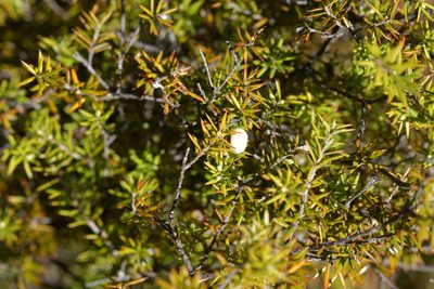 Leptecophylla juniperina, photographed by Christopher Stephens