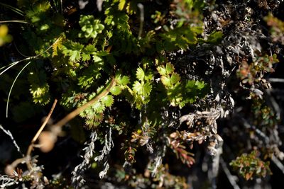 Anisotome aromatica, photographed by Christopher Stephens