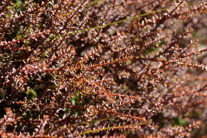 Androstoma empetrifolium, photographed by Christopher Stephens
