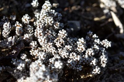 Raoulia albosericea, photographed by Christopher Stephens