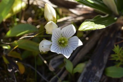 Gentianella bellidifolia, photographed by Christopher Stephens