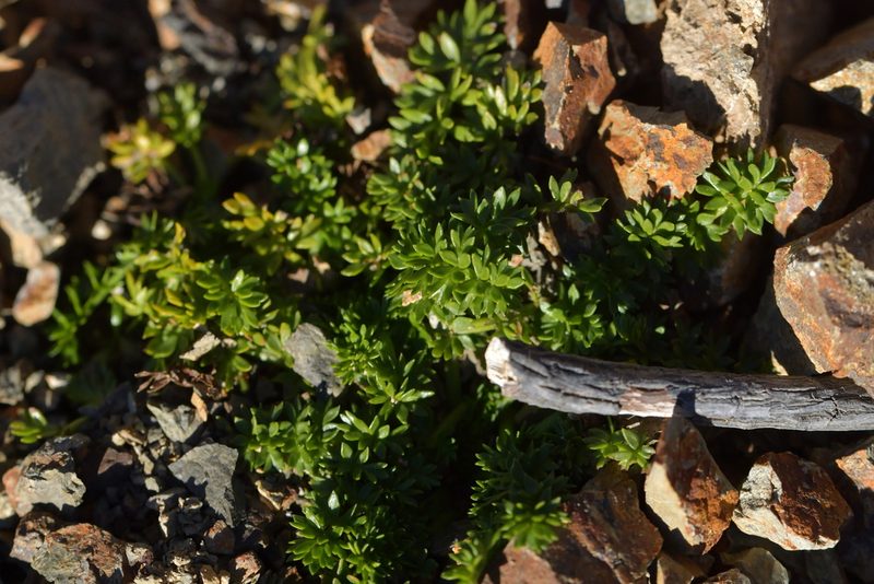 Chaerophyllum ramosum, photographed by Christopher Stephens