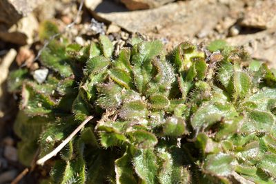 Leontodon saxatilis, photographed by Christopher Stephens