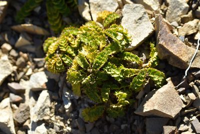 Anisotome aromatica, photographed by Christopher Stephens