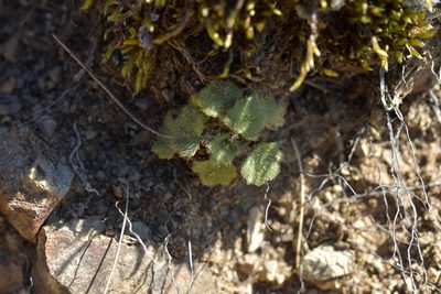 Ranunculus multiscapus, photographed by Christopher Stephens