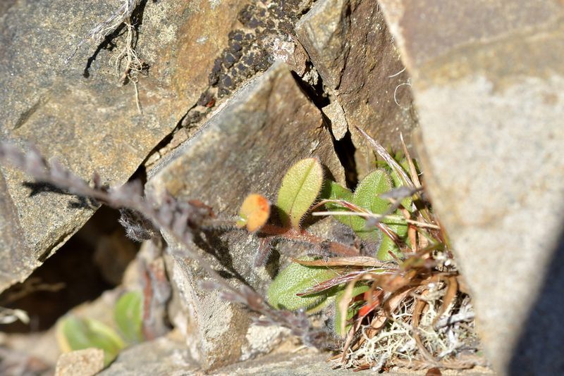 Myosotis australis, photographed by Christopher Stephens
