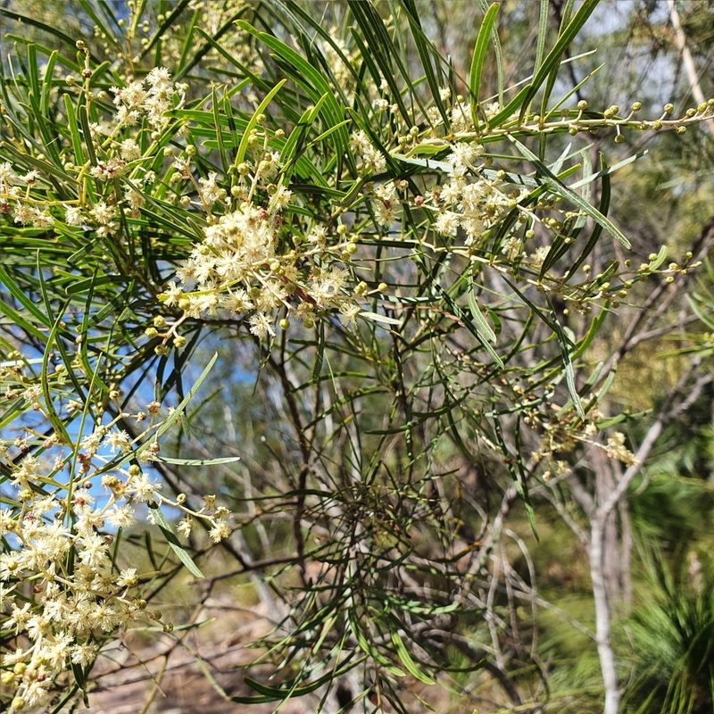 Acacia pubicosta, photographed by ronavery