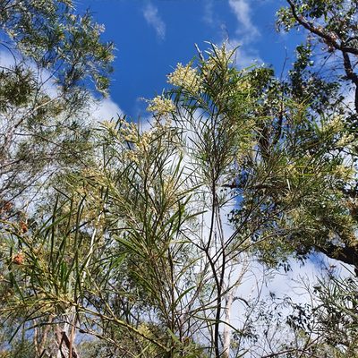 Acacia pubicosta, photographed by ronavery