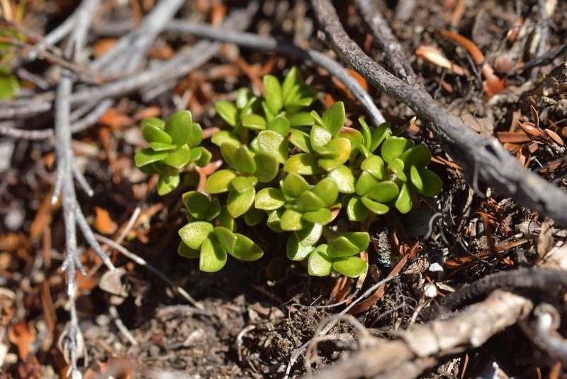 Coprosma perpusilla, photographed by Christopher Stephens