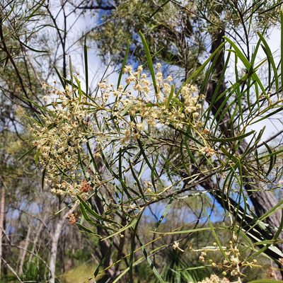 Acacia pubicosta, photographed by ronavery