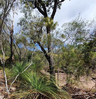 Acacia pubicosta, photographed by ronavery