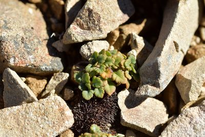 Veronica spathulata, photographed by Christopher Stephens