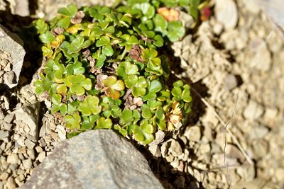 Azorella hydrocotyloides, photographed by Christopher Stephens