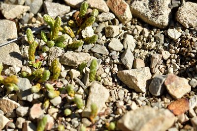 Kelleria dieffenbachii, photographed by Christopher Stephens