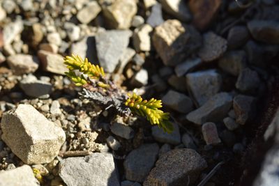Veronica tetragona, photographed by Christopher Stephens