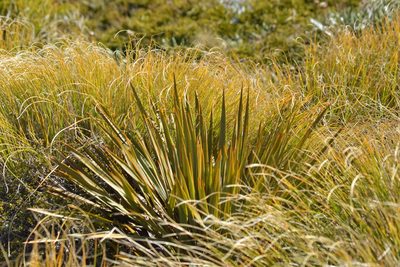 Aciphylla colensoi