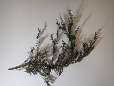Juniperus horizontalis, photographed by F Quiec