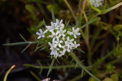 Navarretia leucocephala, photographed by Ken-ichi Ueda