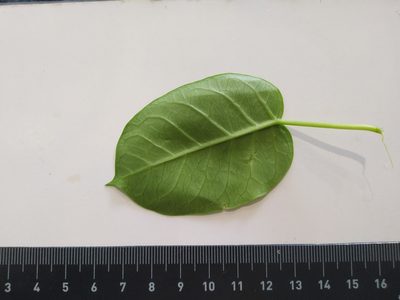 Vincetoxicum polyanthum, photographed by Steve Fitzgerald