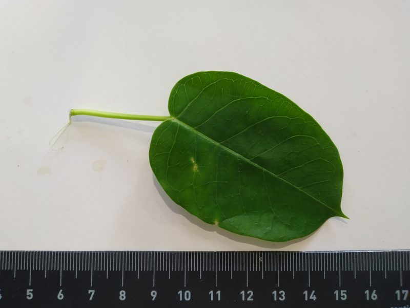 Vincetoxicum polyanthum, photographed by Steve Fitzgerald