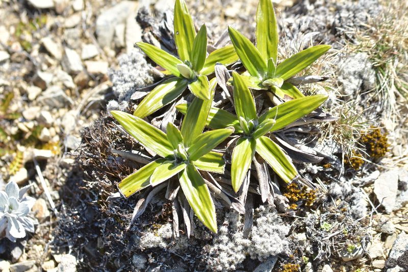Celmisia spectabilis, photographed by Christopher Stephens
