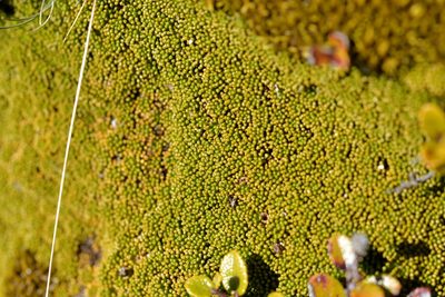 Phyllachne colensoi, photographed by Christopher Stephens