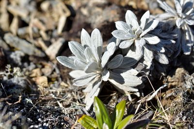 Celmisia incana, photographed by Christopher Stephens