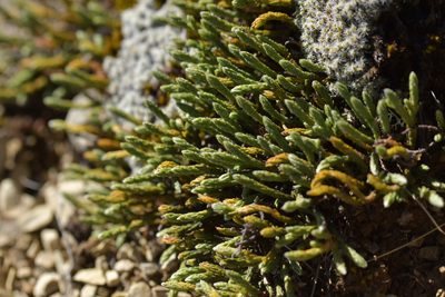 Kelleria dieffenbachii, photographed by Christopher Stephens