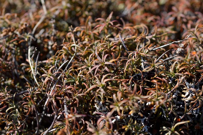 Dracophyllum recurvum, photographed by Christopher Stephens