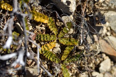 Anisotome aromatica, photographed by Christopher Stephens