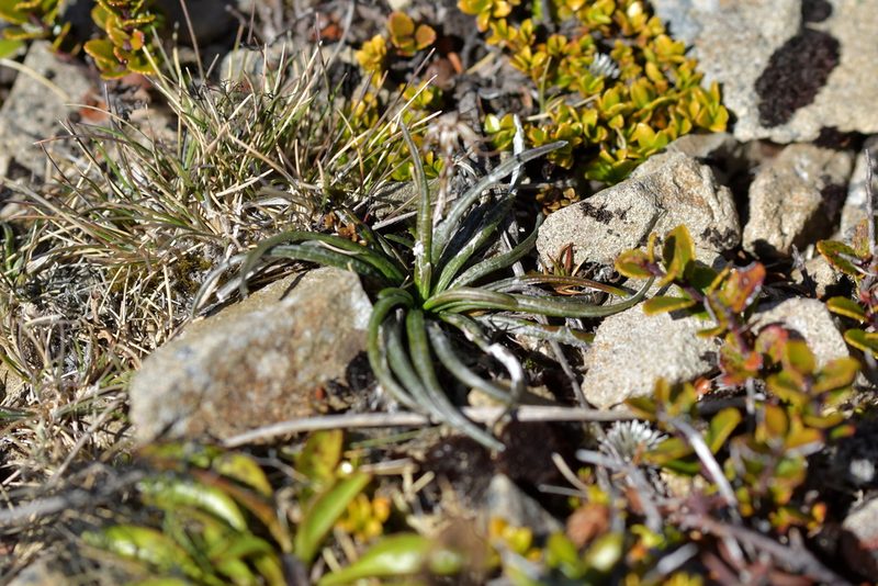Celmisia gracilenta, photographed by Christopher Stephens