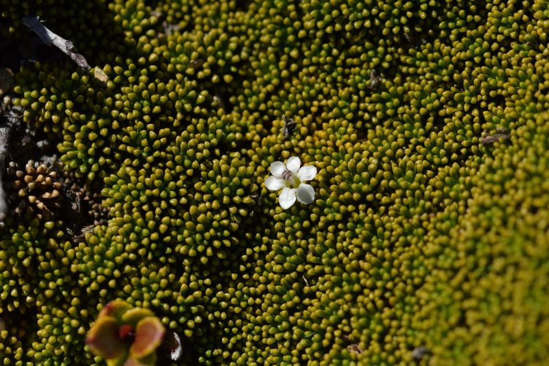 Phyllachne colensoi, photographed by Christopher Stephens